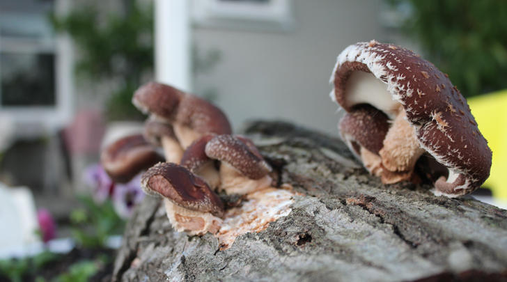 GI-16-How-to-grow-shiitake-mushrooms-on-logs-728x405
