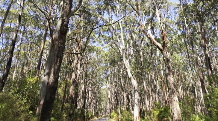 GI-17-Kiwi-group-breeding-drought-resistant-trees