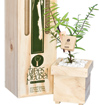 GI-9-Gift-ideas-for-mum-Kauri-tree-gift-box-100x105