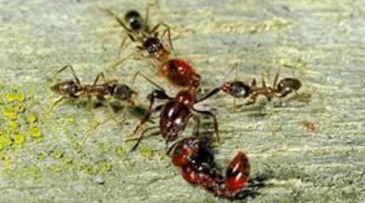 Invasive ants found CR VicUni
