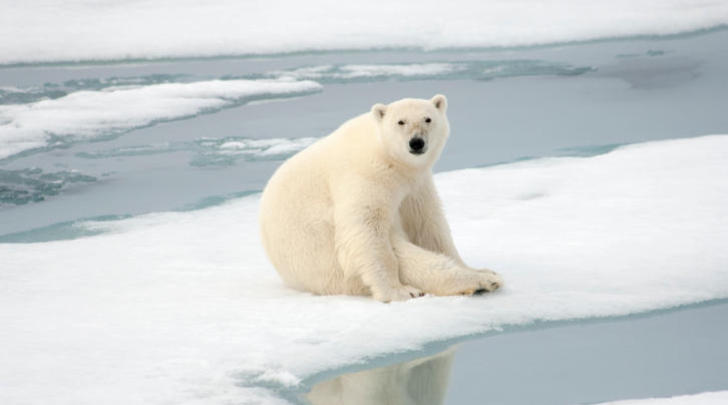 polar bear thsk 452351171