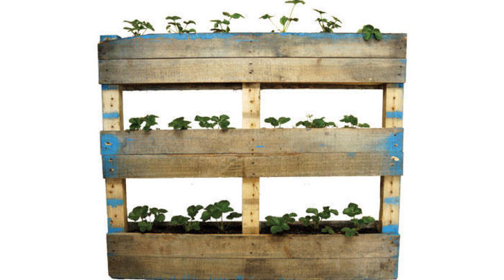Turn-a-crummy-pallet-into-a-clever-herb-garden-700x400-GI01