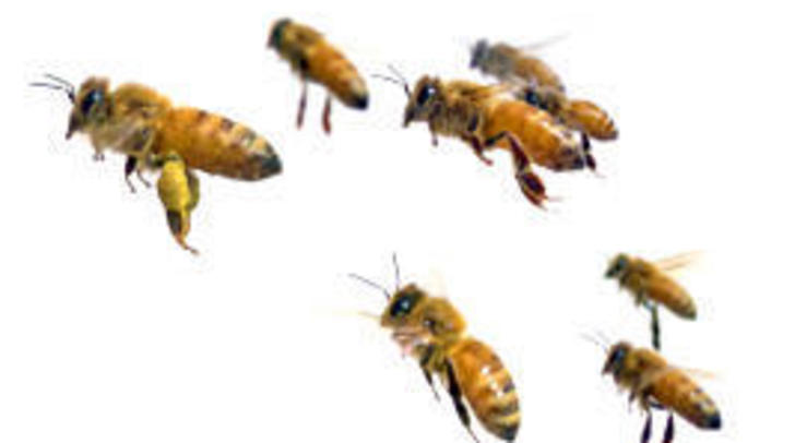 bees bees