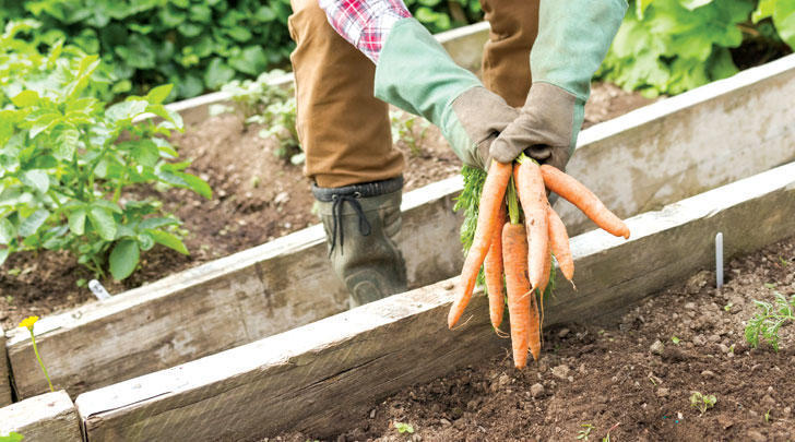 GI-10-In-the-garden-No-dig-gardens-728x405