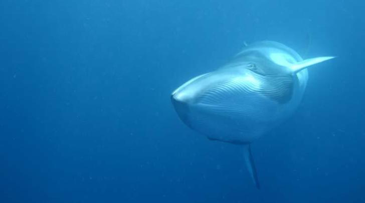 japanese whaling 720x405 japanese whaling 720x405