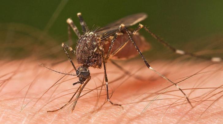 1280px-Mosquito_Tasmania_crop