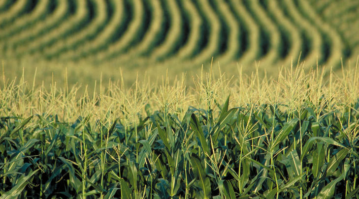 Corn_field