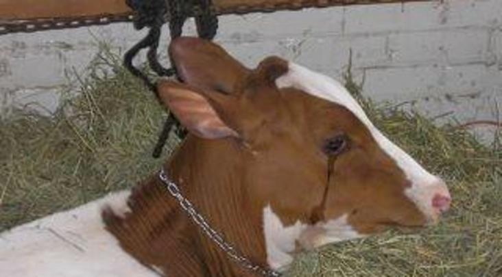 Crying baby cow