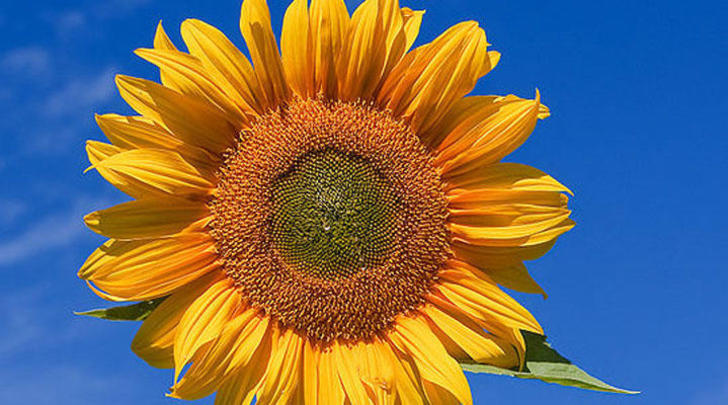 Editors e-newsletter October 2013 Random acts of gardening