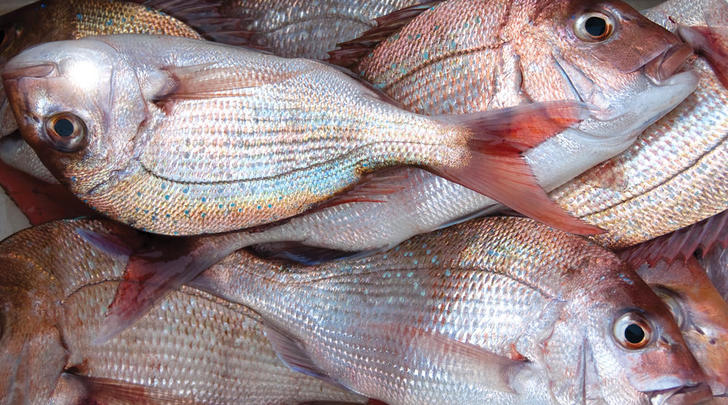 Fish-forever-GI05