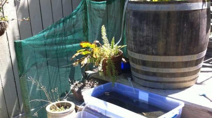Fish-pond-ideas-a-cute-swing-solar-power-and-our-seedlings-700x460
