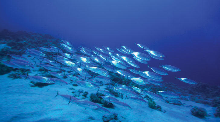GI-11-How-to-choose-the-right-tinned-fish-728x408
