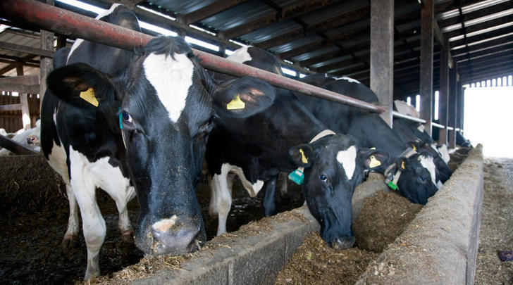 GI-18-Robotics-transforming-dairy-industry