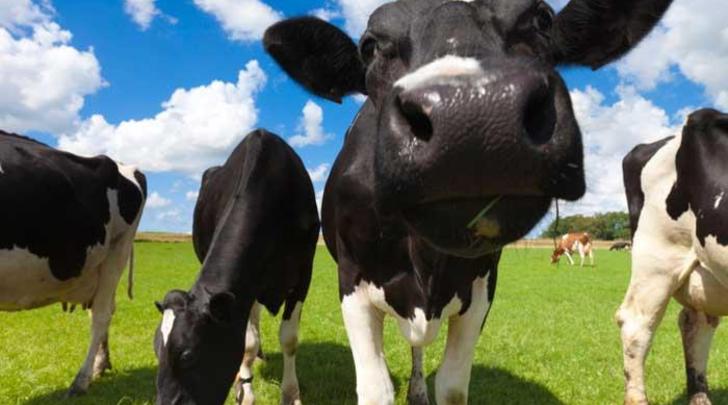 GI-7-Can-we-avoid-an-udder-disaster-700x400