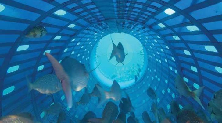 GI-8-Kiwi-idea-saving-the-worlds-fish-700x400