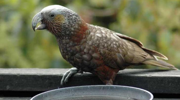GI-8-Parrots-love-heavy-metal-700x400
