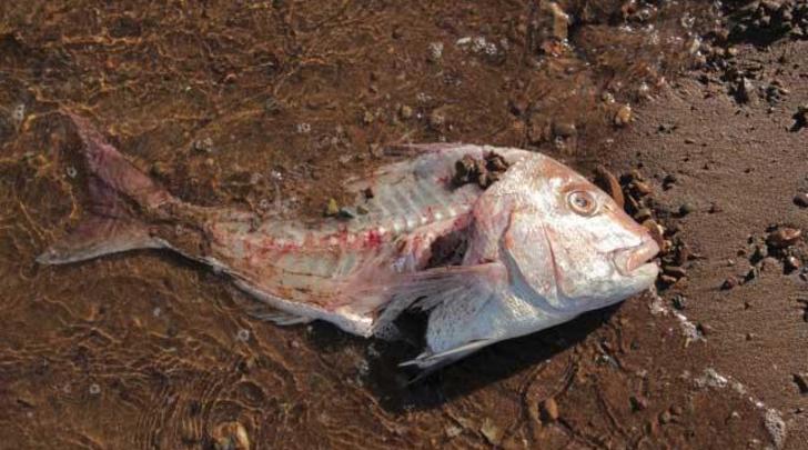 GI-8-Share-a-fish-save-a-fish-640x400