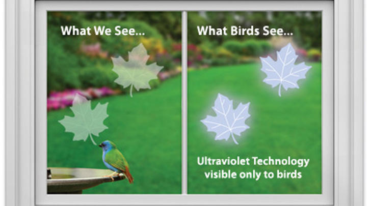 help protect birds from window strike