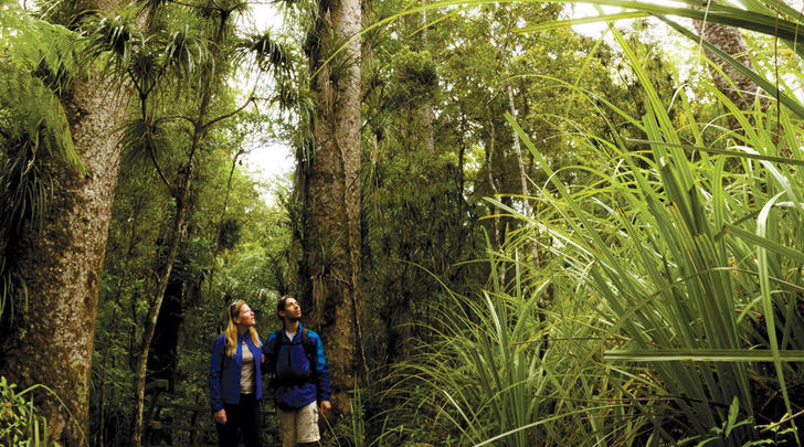 Hope-for-our-dying-kauri-GI06