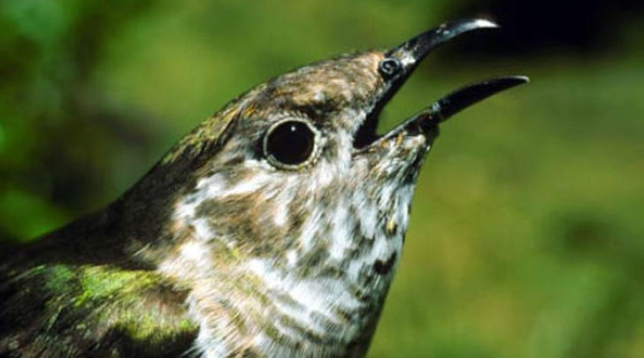 how do we lure birds