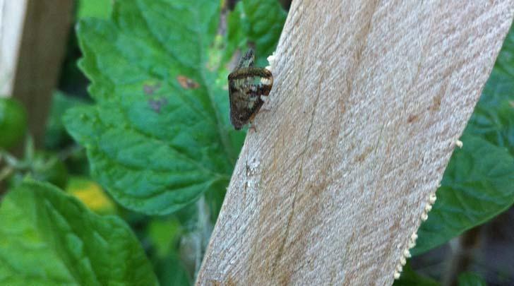 How to kill passion vine hoppers-egg layer 2 720x405