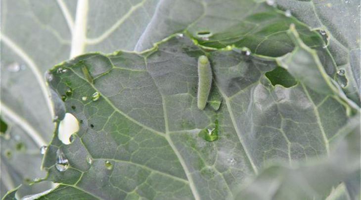 imported-cabbageworm-caterpillar