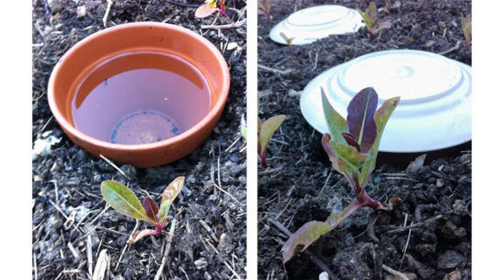 Kiwi-turtles-bored-kids-spring-planting-ideas-689x383