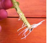 Lateral-with-roots-165x139-15RM