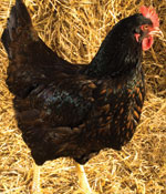 Pecks-in-the-city-Barnevelder-150x175-GI01