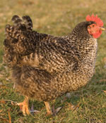 Pecks-in-the-city-Barred-plymouth-rock-150x175-GI01