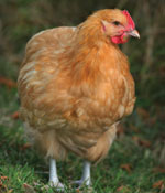 Pecks-in-the-city-Orpington-150x175-GI01