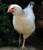 Pecks-in-the-city-White-sussex-150x175-GI01