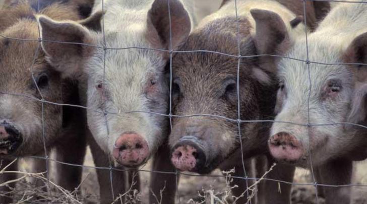Recycling-food-waste-into-pig-food-instead-of-sending-it-to-landfill-700x400