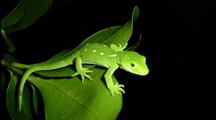 Request for lizard sightings