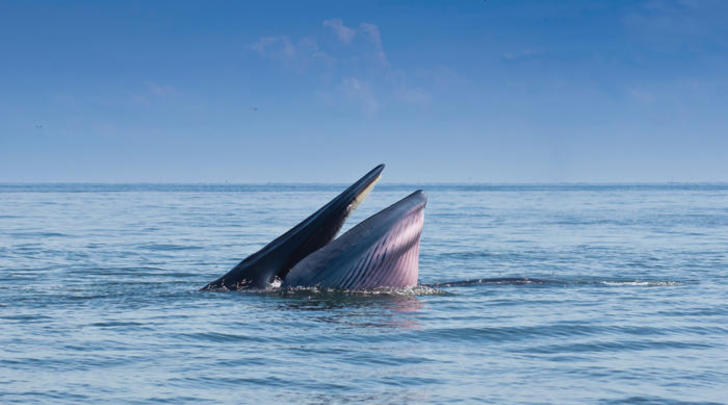Saving-Aucklands-iconic-whales-GI05
