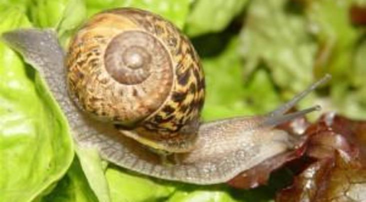 snail-pics-013-300x225