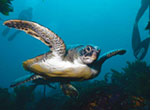 Turtle-160x110-RM