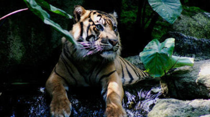 Unmask Palm Oil 