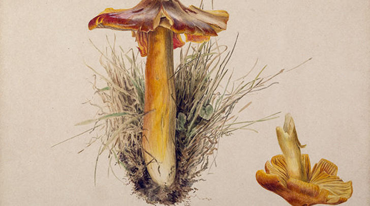 what im reading sept 23_fungi1