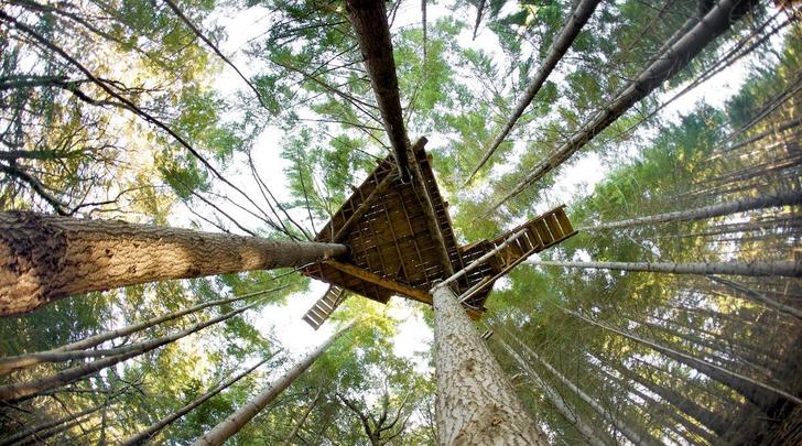 Ziptrek Ecotours Treehouse (2)